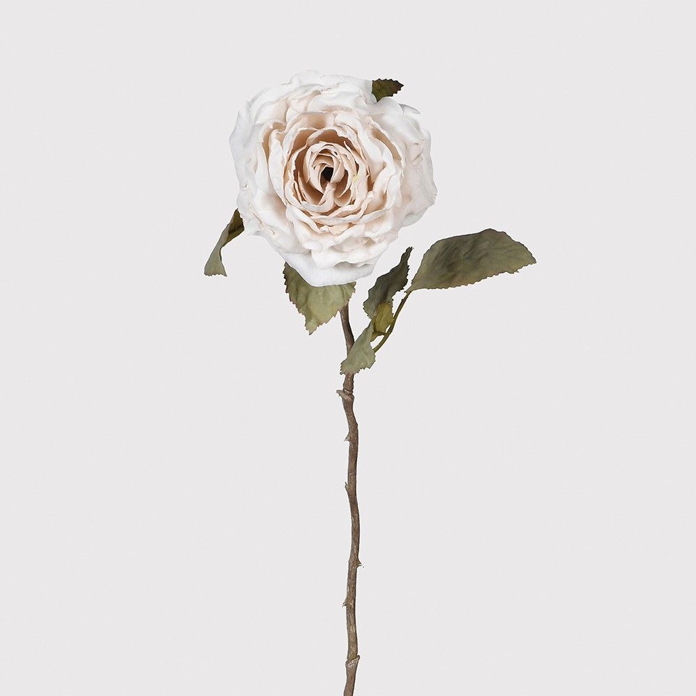 BABY PINK ROSE