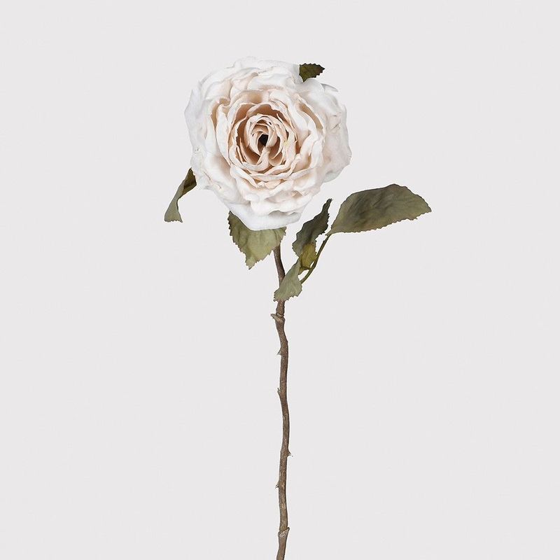 BABY PINK ROSE