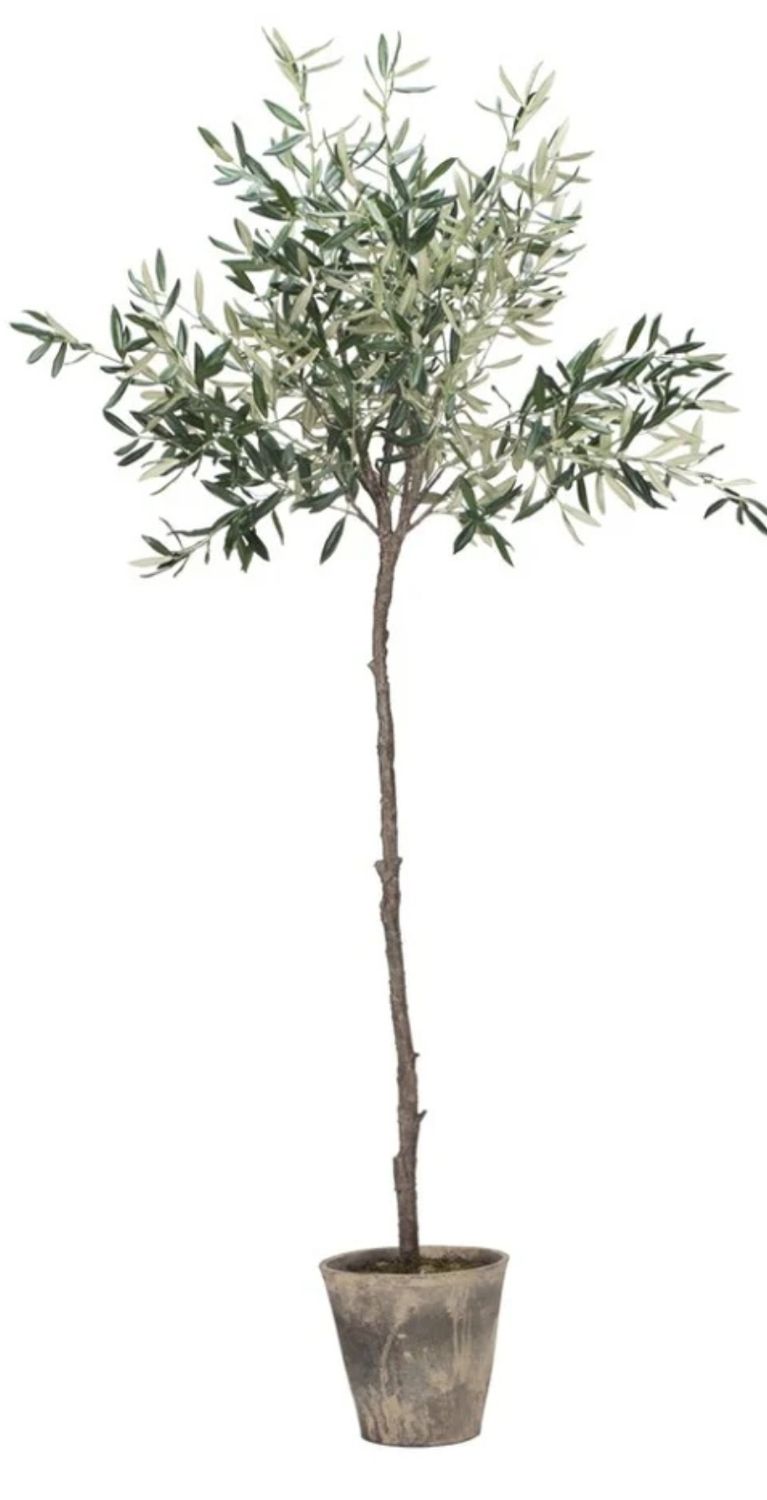 TALL STEM OLIVE TREE - 160cm