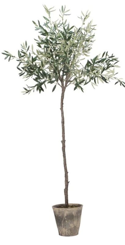 TALL STEM OLIVE TREE 160cm TALL