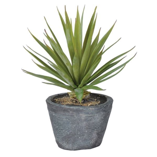 GREEN AIRPLANT IN DARK GREY CEMENT POT