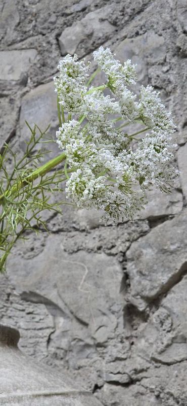 QUEEN ANNE'S LACE IN WHITE