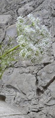 QUEEN ANNE'S LACE IN WHITE