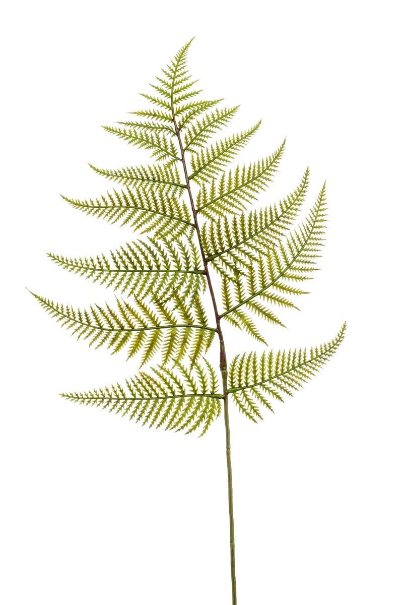 FERN SPRAY IN GREEN