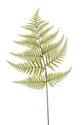 FERN SPRAY IN GREEN