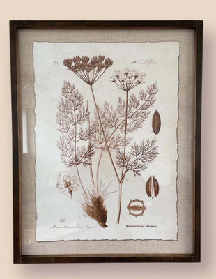 BOTANICAL SKETCH NO 1