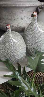LARGE GREY SPOTTED GUINEA FOWL