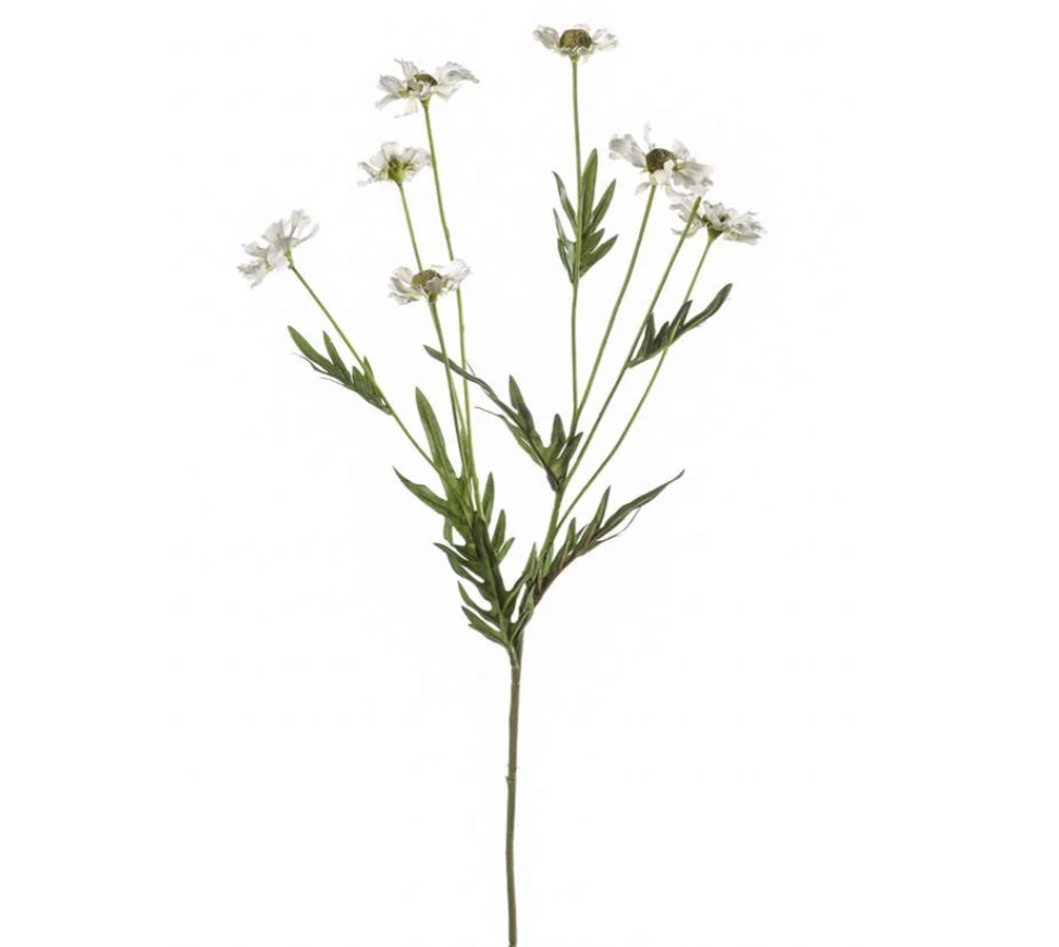 WILD DAISY SPRAY