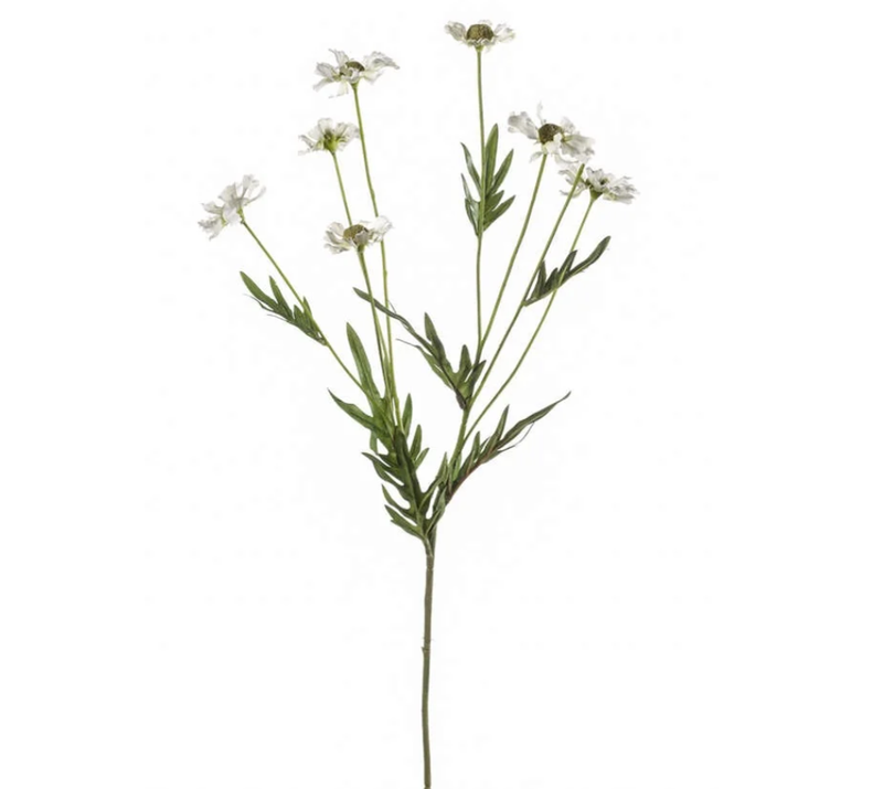 WILD DAISY SPRAY
