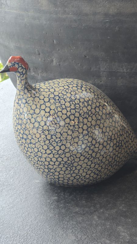MEDIUM GREY AND BLUE SPOTTED GUINEA FOWL