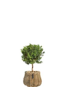 MINI PEAR RATTAN POT