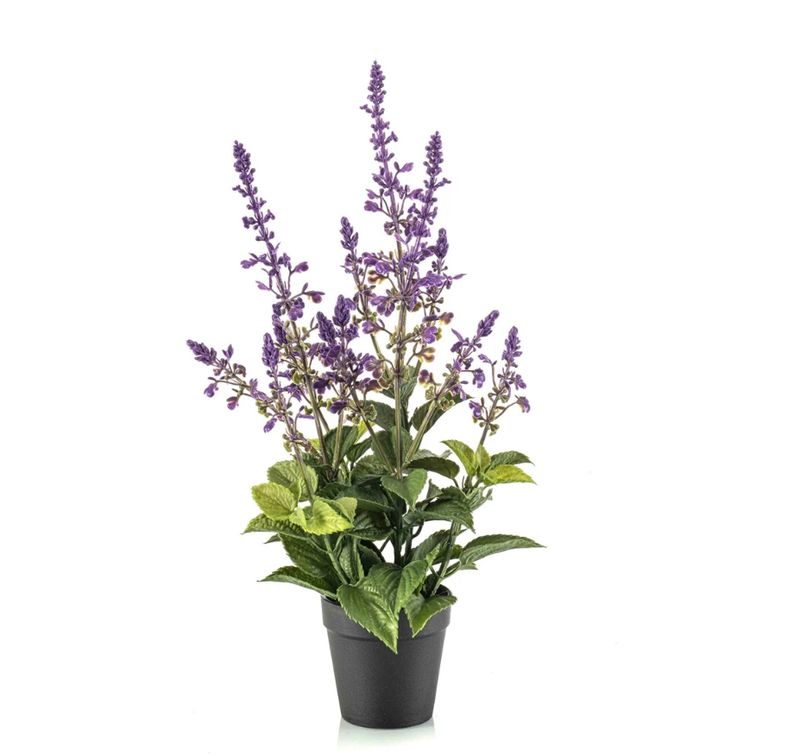 POTTED SALVIA LAVENDER