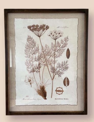 BOTANICAL SKETCH NO 1