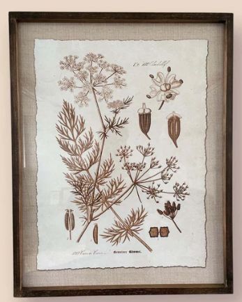 BOTANICAL SKETCH NO 2