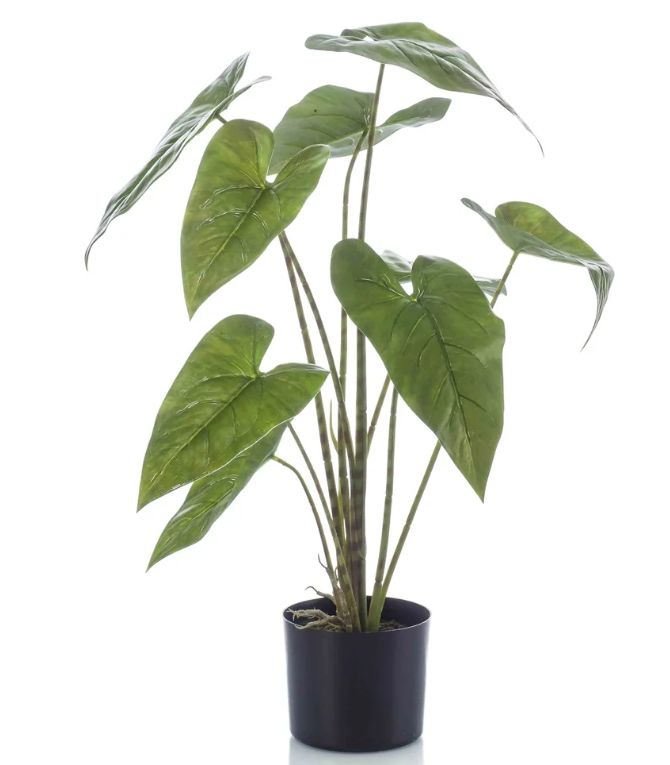 ALOCASIA ZEBRINA 75cm