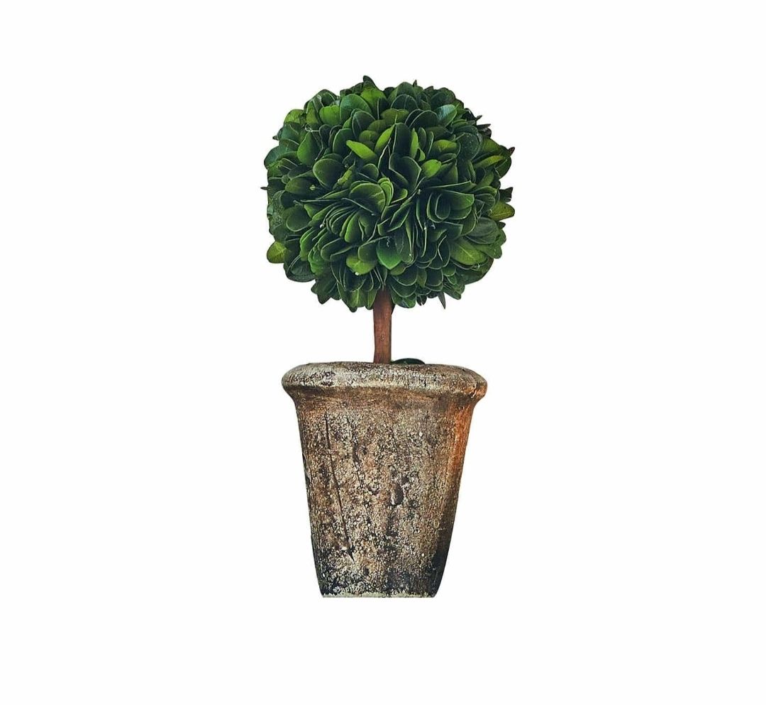 BOXWOOD TOPIARY IN A TERRACOTTA POT