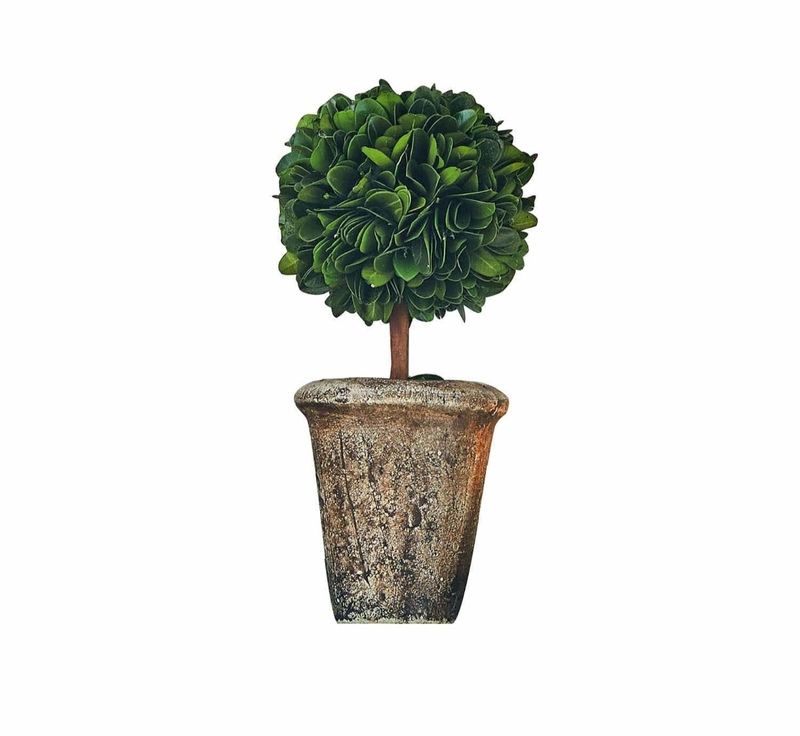 BOXWOOD TOPIARY IN A TERRACOTTA POT