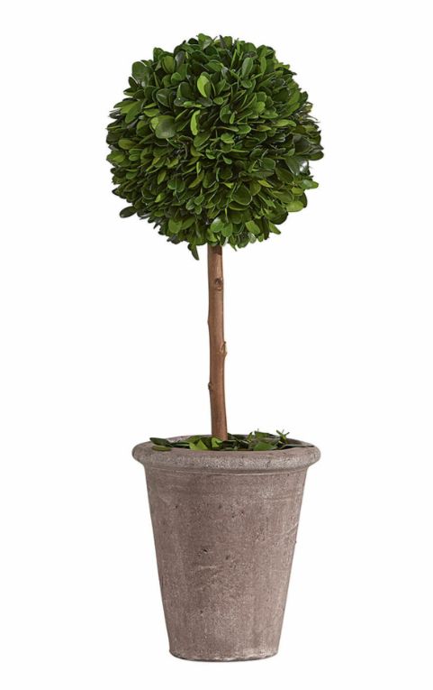 BOXWOOD TOPIARY IN A TERRACOTTA POT