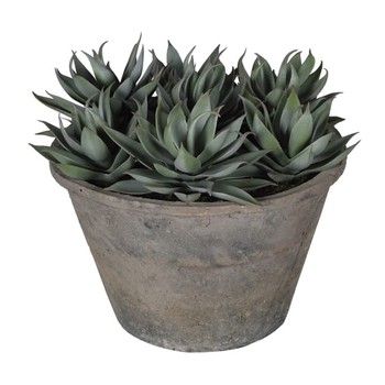 SUCCULENT IN A RUSTIC GREY POT
