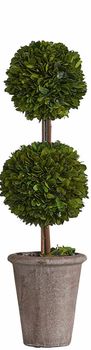 PRESERVED BOXWOOD TOPIARY DOUBLE BALL PRESERVED BOXWOOD TOPIARY DOUBLE BALL