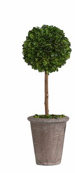 PRESERVED BOXWOOD TOPIARY SINGLE BALL PRESERVED BOXWOOD TOPIARY SINGLE BALL