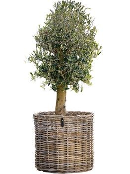 MAXI ROUND KUBU BASKET