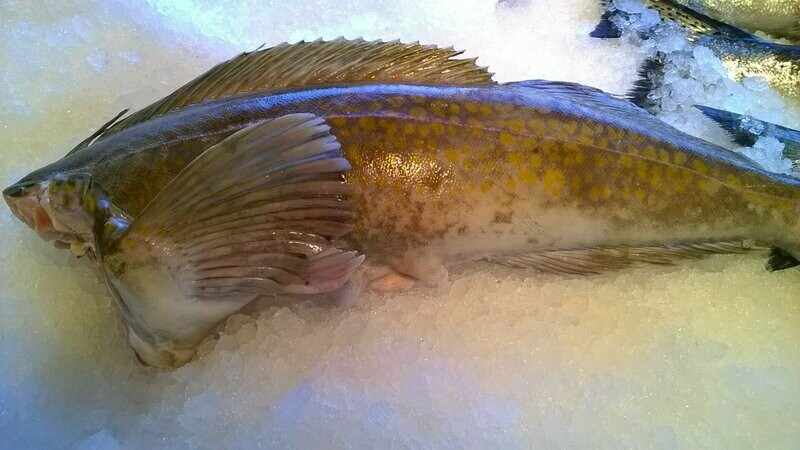 Ling Cod whole, cleaned & head off