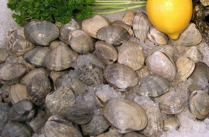 Live Manila Clams