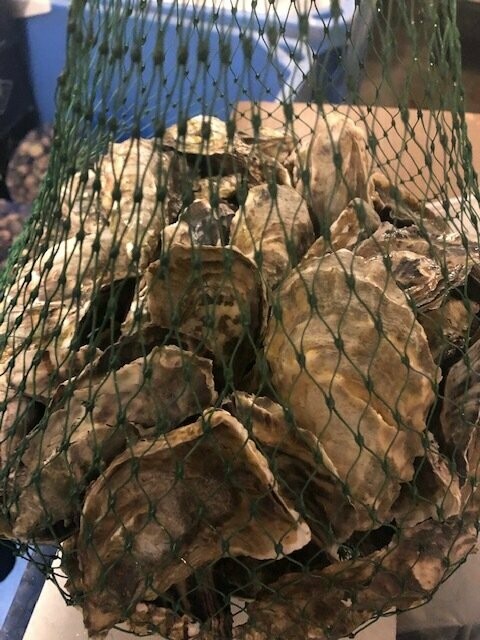 Medium Size Live Hood Canal Oysters