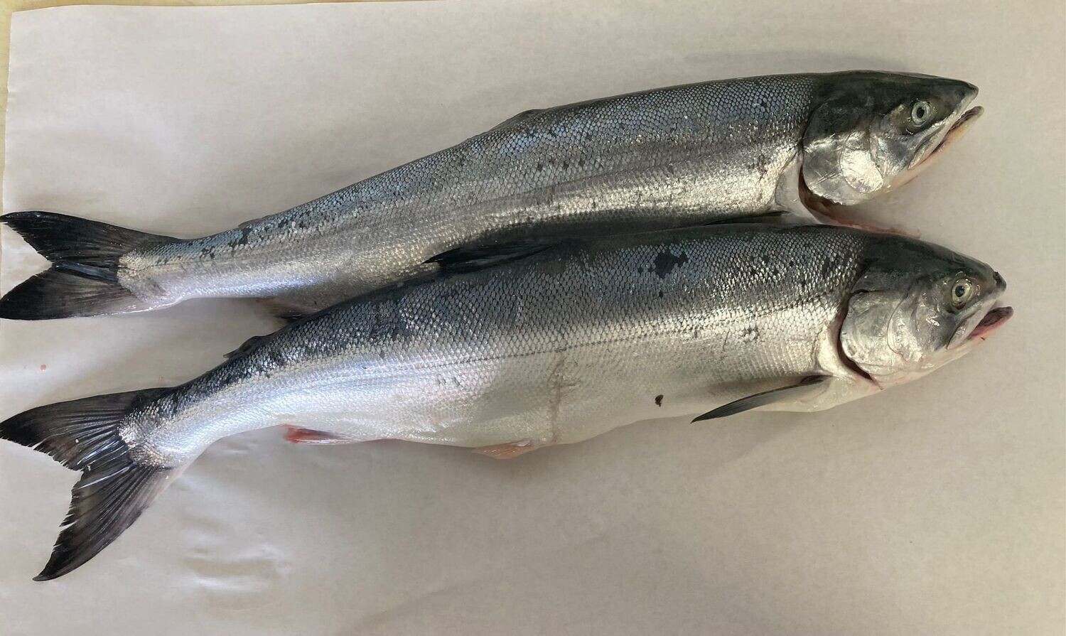 Wild King Salmon