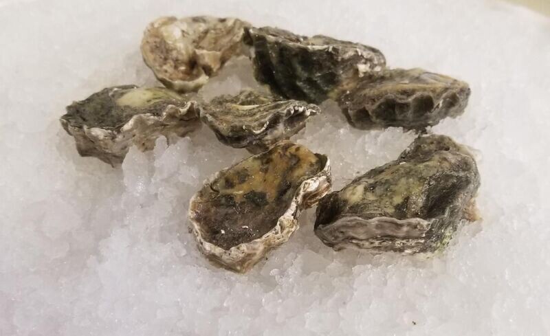 Live Pacific Oysters