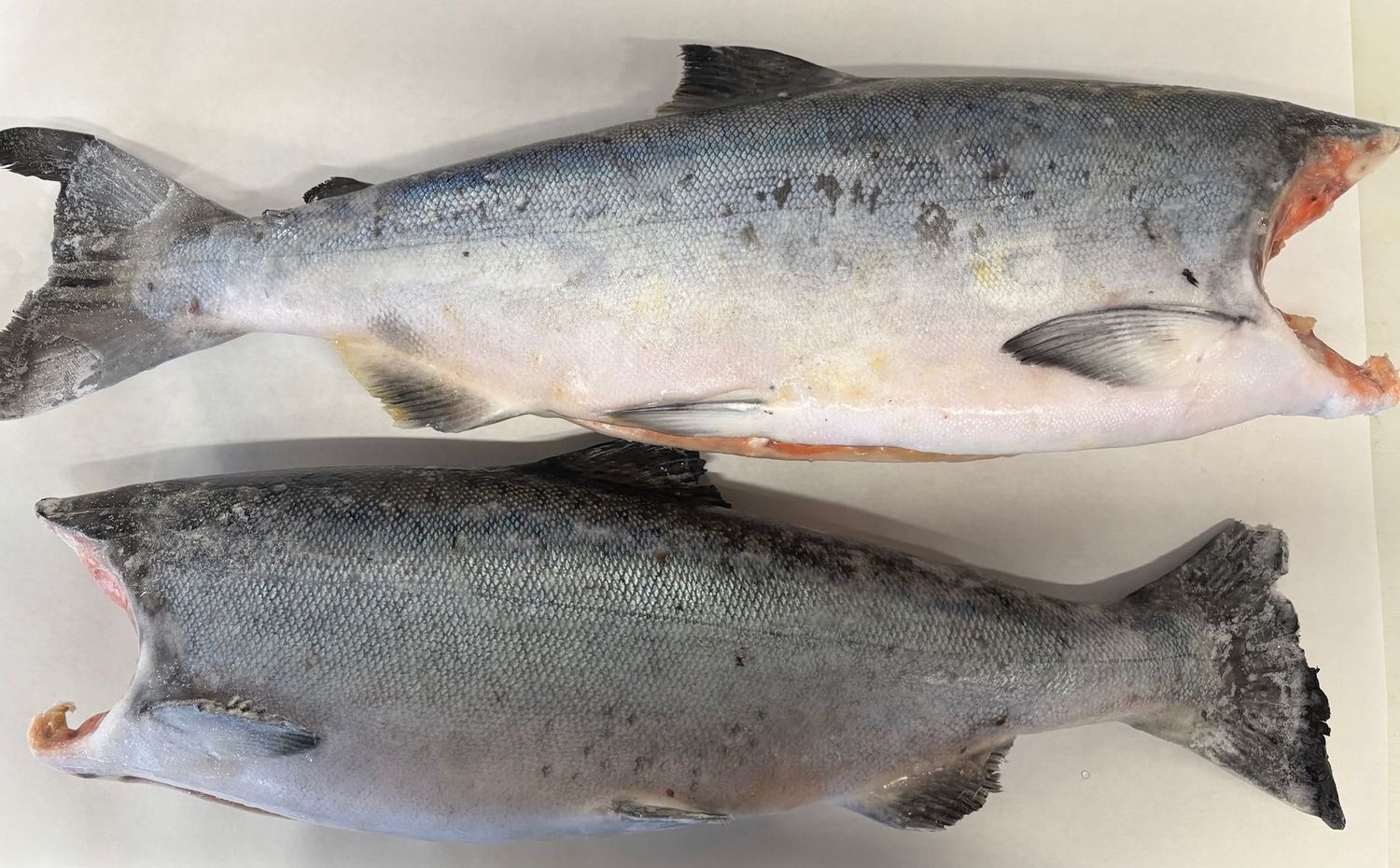 Wild FAS Troll King Salmon Wild FAS Troll King Salmon