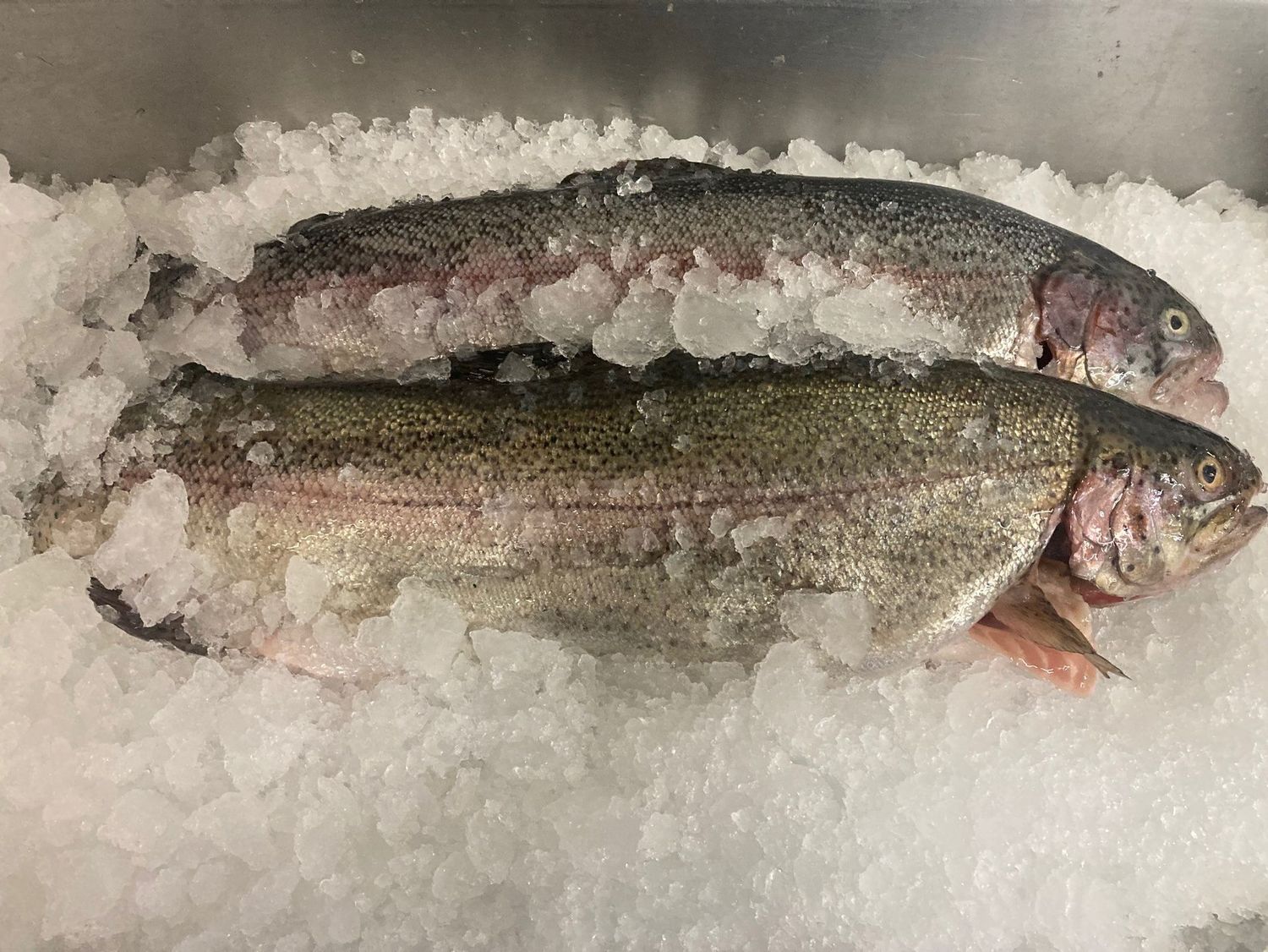 Large Farmed Washington Steelhead