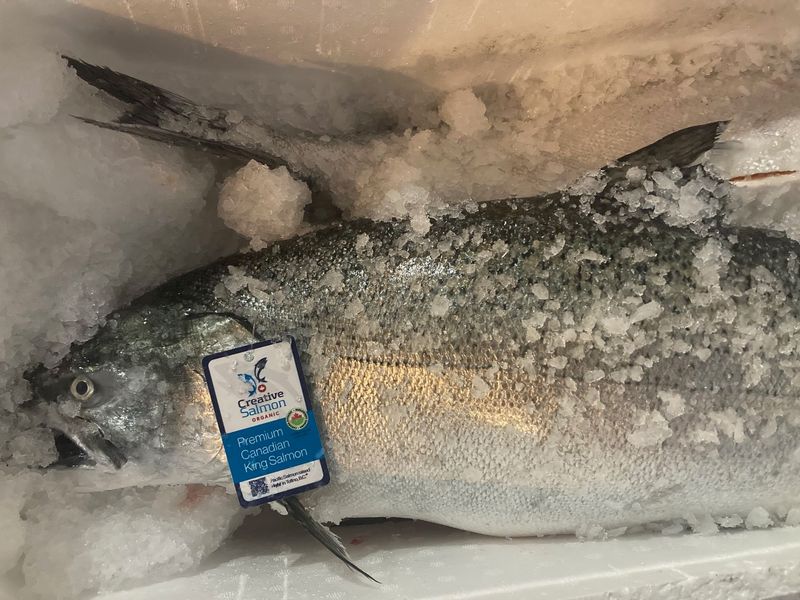 Creative Organic Farm King Salmon