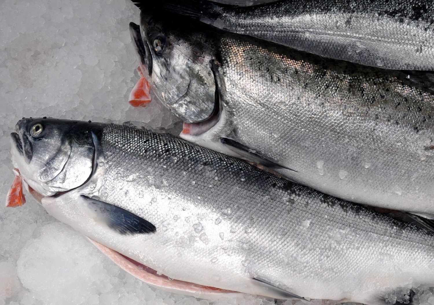 Fresh Coho Salmon
