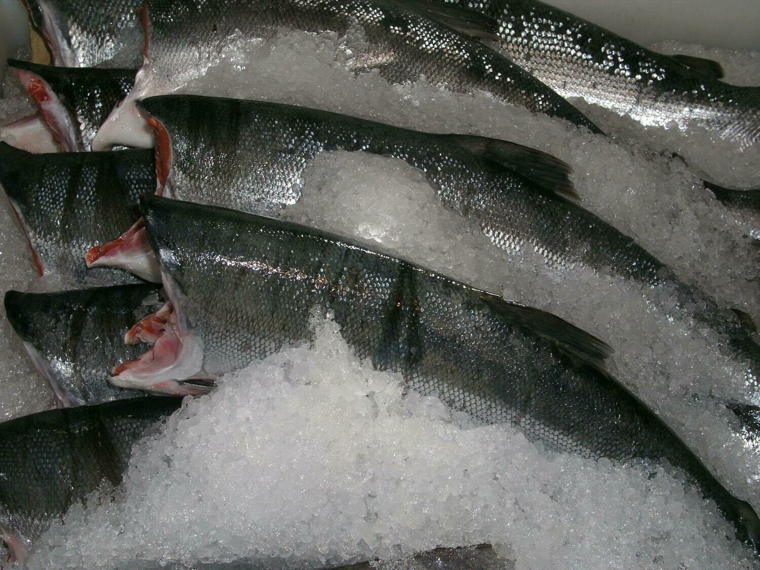 Wild Northwest Sockeye Salmon Wild Northwest Sockeye Salmon