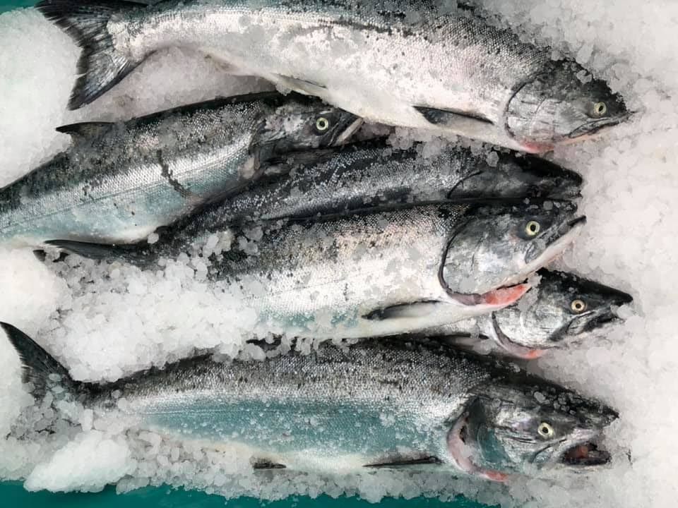 Marbled King Salmon