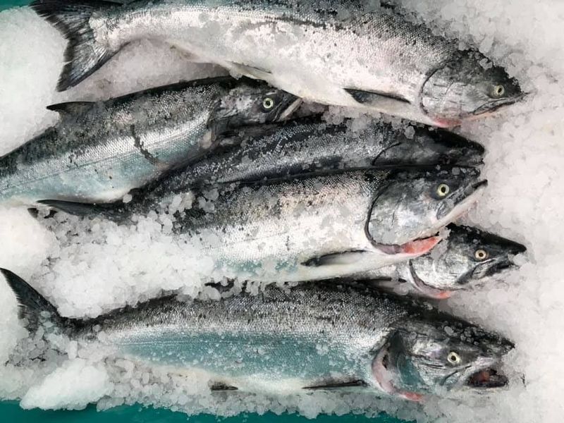 Marbled King Salmon