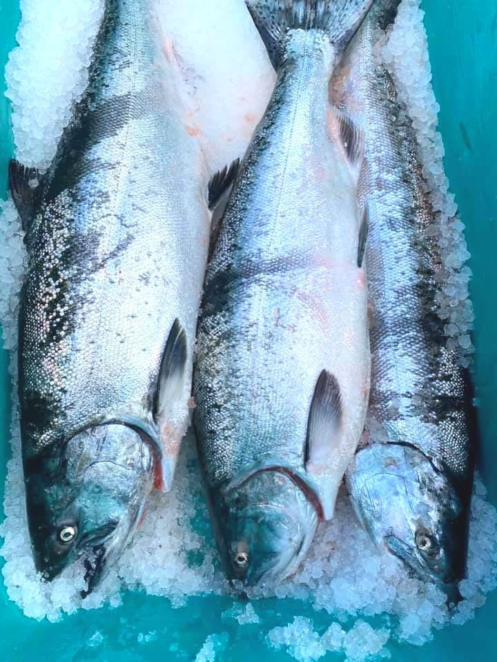 Fresh Northwest King Salmon Fresh Northwest King Salmon