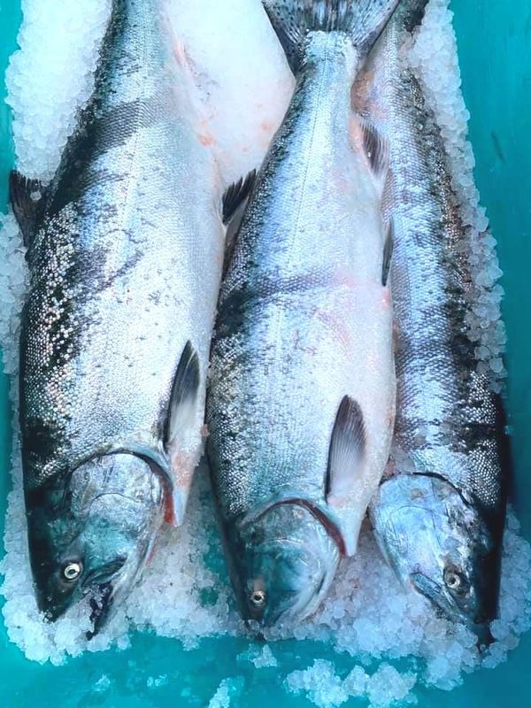 Fresh Northwest King Salmon