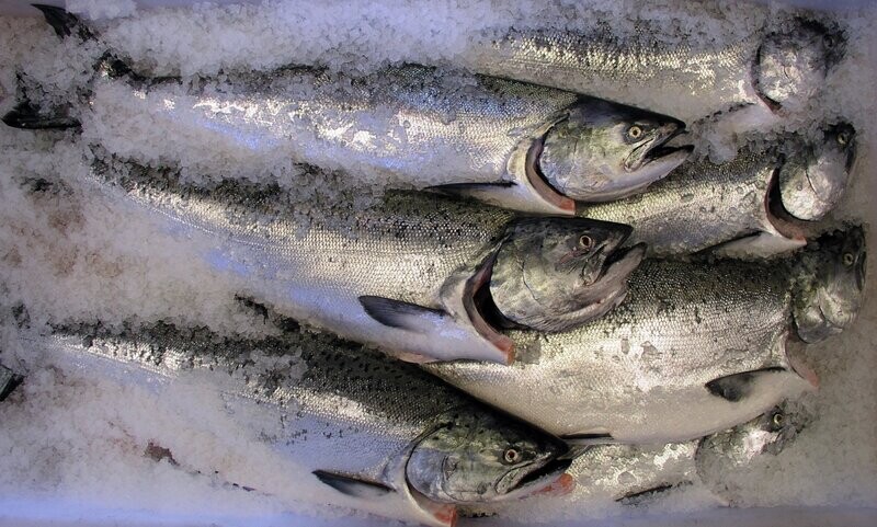 Troll-caught King Salmon