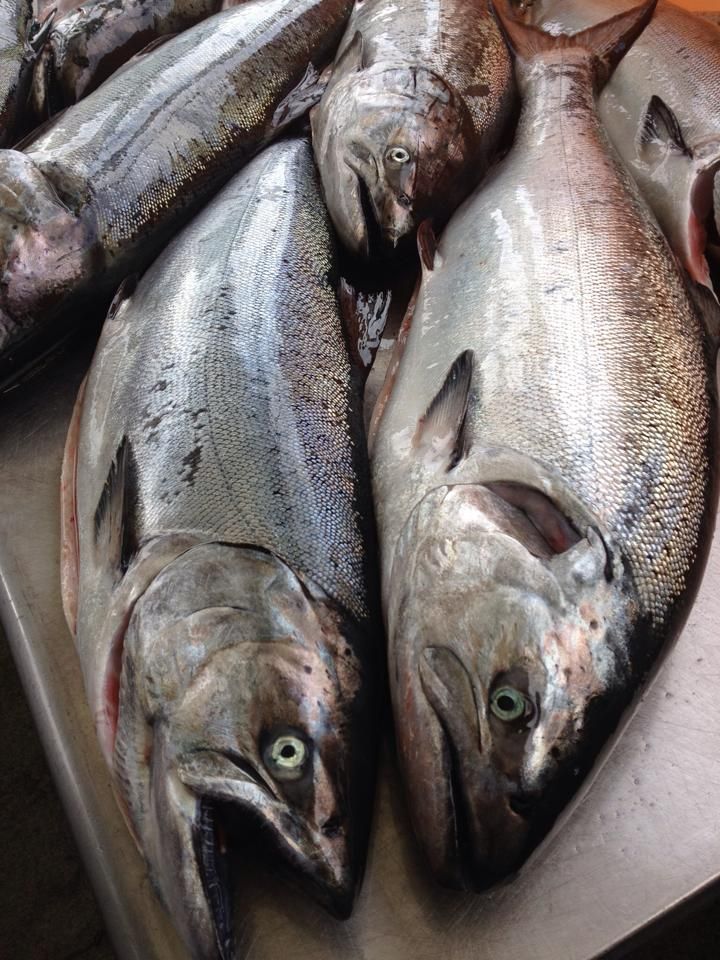 Troll-caught King Salmon Troll-caught King Salmon