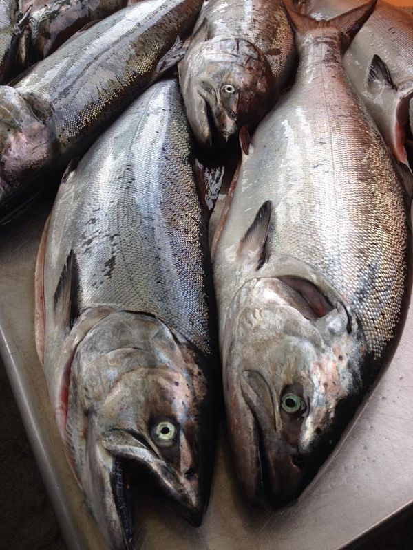 Troll-caught King Salmon