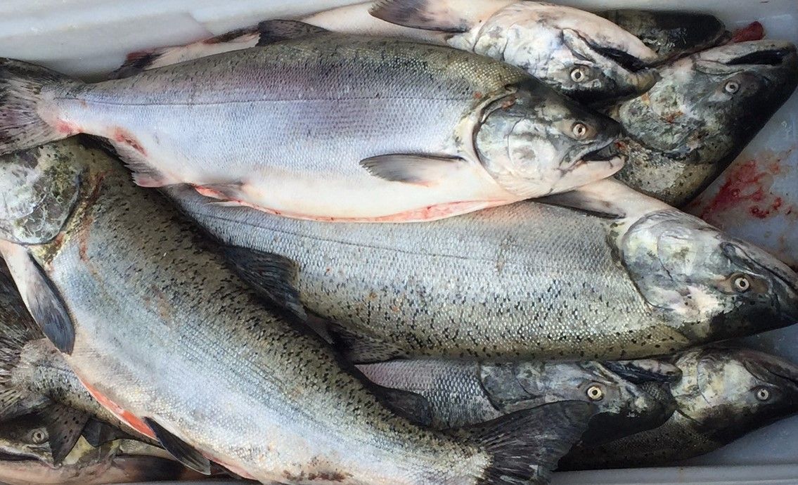 Troll-caught King Salmon