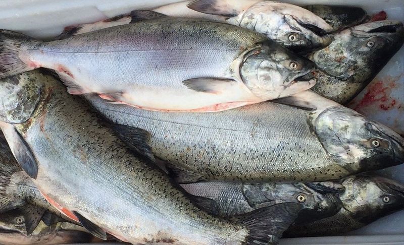 Troll-caught King Salmon