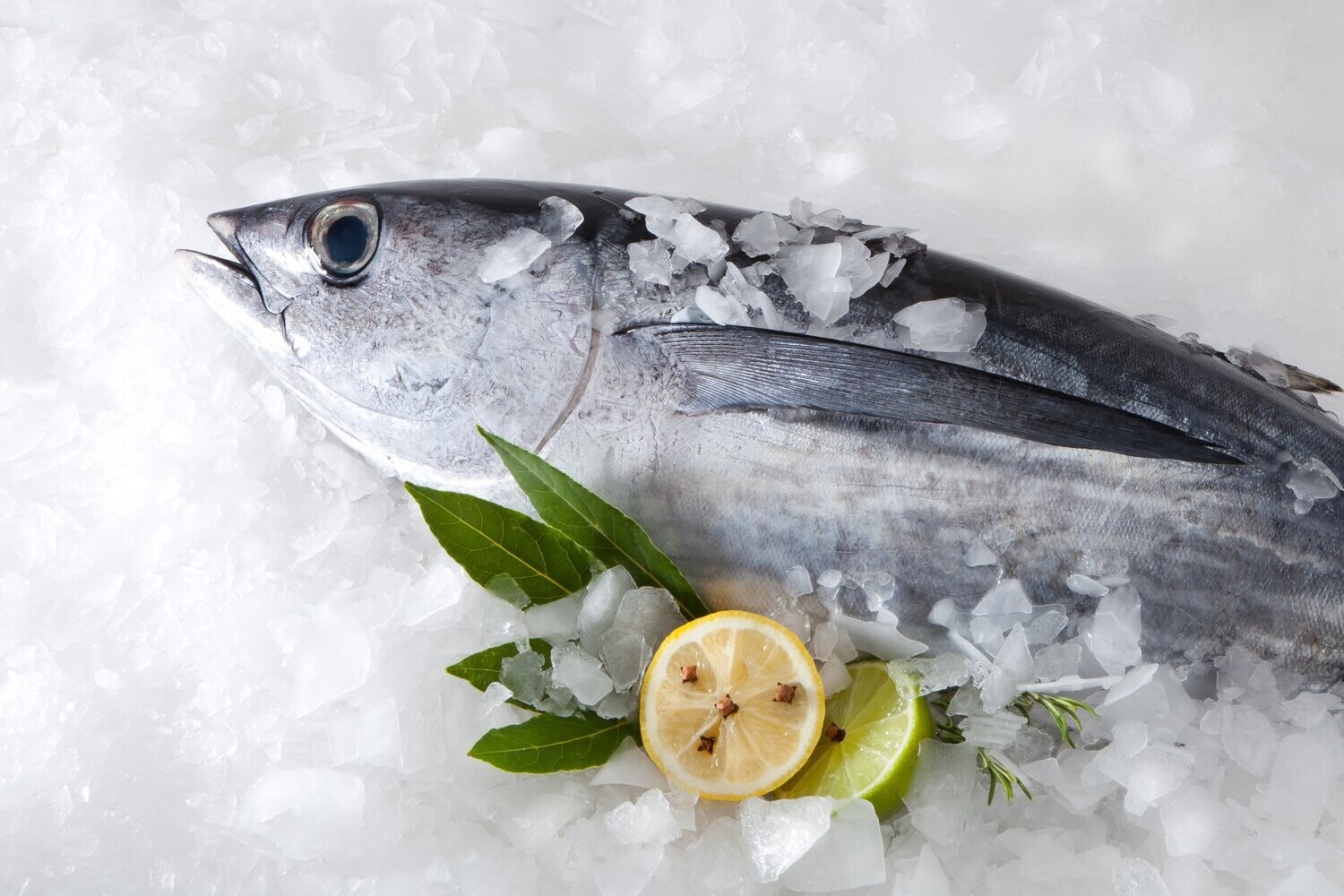 Washington Albacore Tuna Washington Albacore Tuna