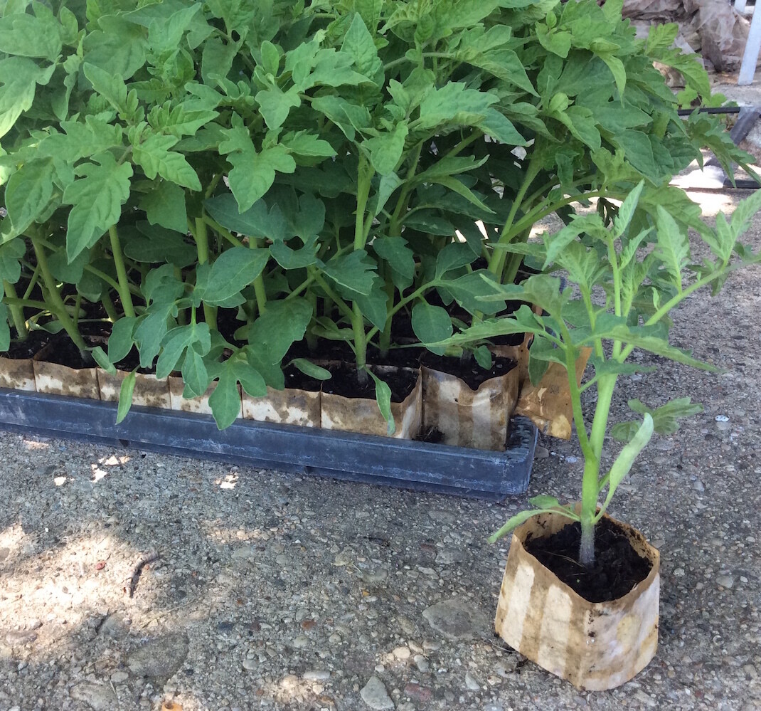 Gardener&#39;s Paper Pot Starter Kit