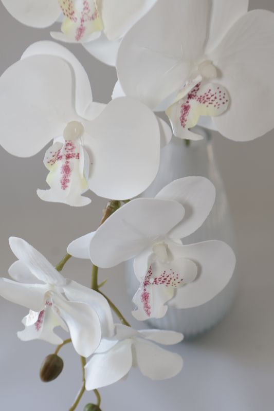 Wholesale Stock Orchid stem - 9 Flowers