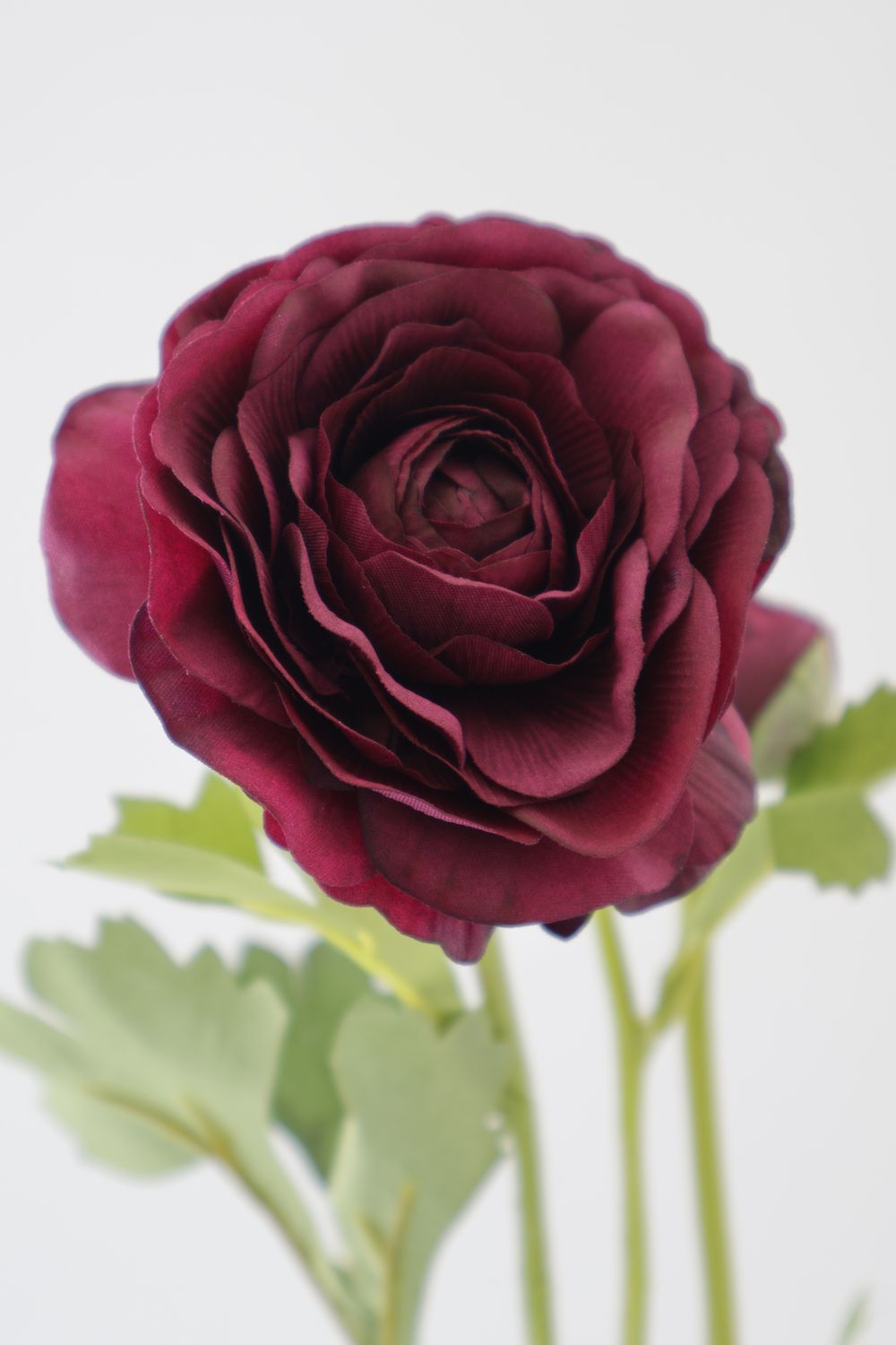 Ranunculus - Real Touch