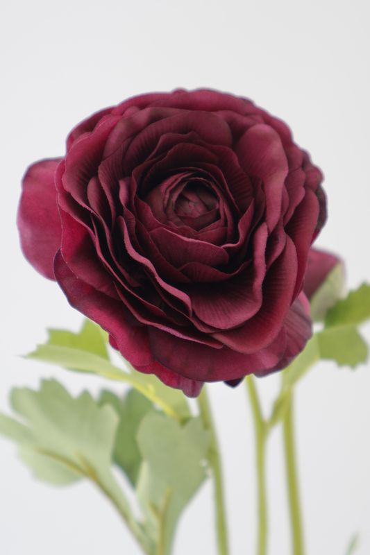 Ranunculus - Real Touch